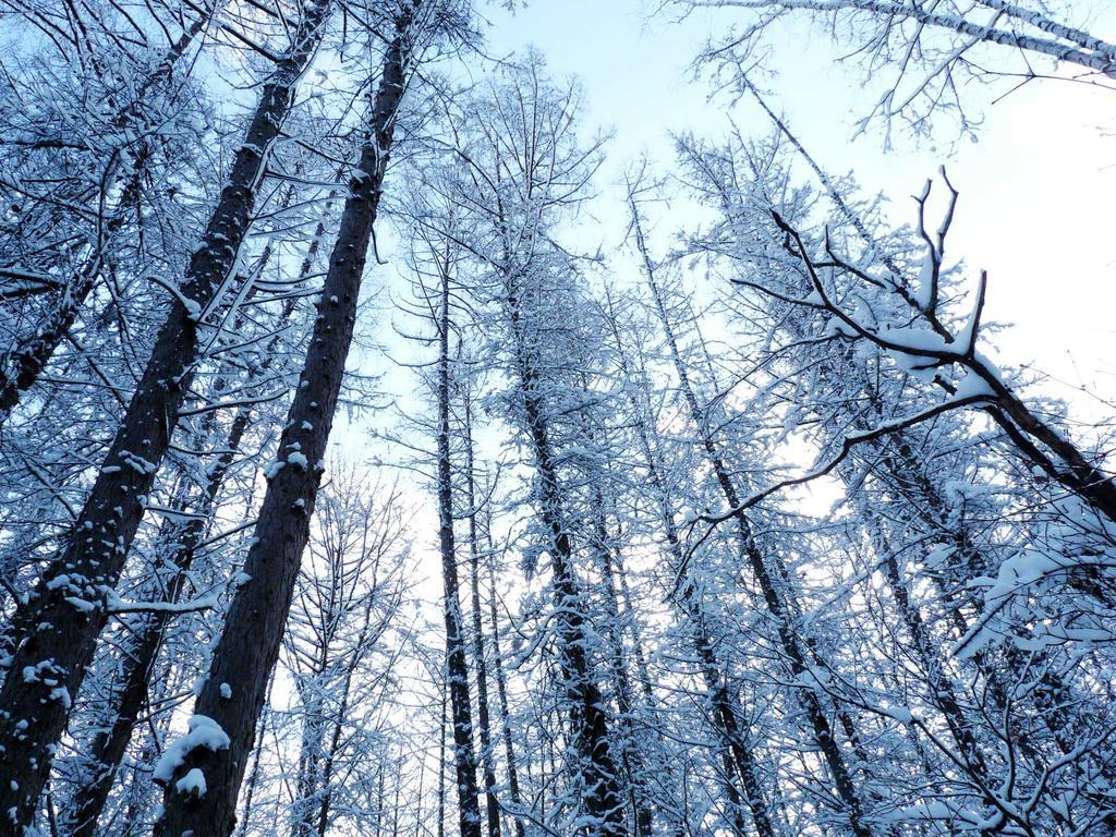 Shin Furano Prince Hotel Extérieur photo Snow-covered trees in the Black Forest